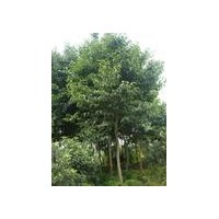 杜仲價(jià)格，杜仲樹(shù)苗價(jià)格，2013年杜仲小苗價(jià)格怎么樣