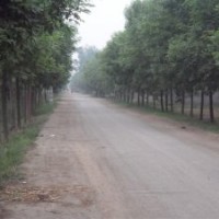 白蠟 國槐 速生白蠟苗