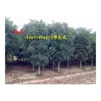 供應(yīng)桂花小苗，2公分桂花，，3公分桂花 ，4公分桂花，5公分桂花