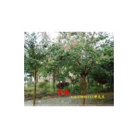 供應(yīng)紫薇小苗，2公分紫薇，3公分紫薇,4公分紫薇，5公分紫薇，6公