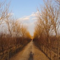 出售金枝國(guó)槐