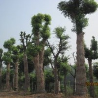 苗圃大量供應(yīng)20公分--50公分骨架移植香樟