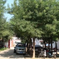 出售18-22cm國(guó)槐