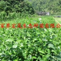 榿木苗及江南榿木種子