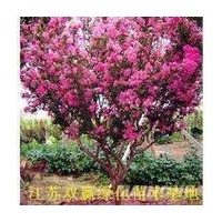 常年供應喬木，灌木，色塊類，小苗類