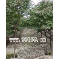 供應(yīng)楓樹、鳳凰木、佛肚樹等