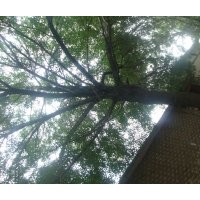 供應(yīng)5到20白蠟樹(shù)