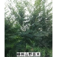 雞爪槭，桂花，大葉女貞，樂(lè)昌含笑，紫薇