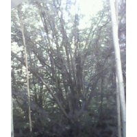 12公分西府海棠 大規(guī)格海棠 8公分西府海棠