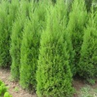 苗圃檜柏價(jià)格 最新檜柏價(jià)格信息