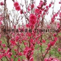 供應(yīng)各種規(guī)格紅葉桃 紅葉碧桃小苗 另有美人梅 紫葉李