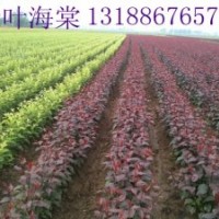 紫葉海棠-紫葉海棠苗