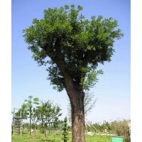 供應(yīng)原生大國(guó)槐，原生大刺槐，原生大勾樹