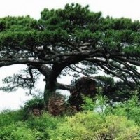 平頂松；白皮松；百日紅；柿子樹