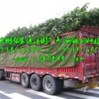 法國冬青價(jià)格_法國冬青基地