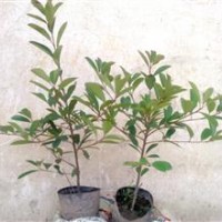 安徽紅葉石楠獨(dú)桿低價銷售中