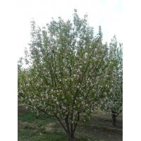 八棱海棠樹低價出售，1-20公分精品，電話報價