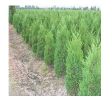 供應(yīng)白皮松 油松 華山松 國(guó)槐 刺槐 皂角