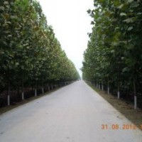 特供：法桐、國槐、白蠟、南欒、七葉樹、大葉女貞、馬褂木、紅白