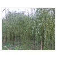 垂柳 山東大型垂柳基地
