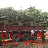 供應(yīng)：1-3年帽法桐 白蠟 國槐 欒樹