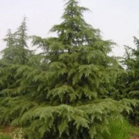 江蘇南京雪松基地雪松直銷