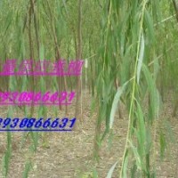 垂柳 青皮垂柳 垂柳價(jià)格