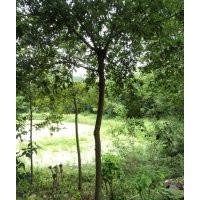 供應(yīng)木荷，2-15公分木荷大量供應(yīng)