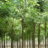 速生白蠟、速生國槐