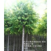 農(nóng)戶出售金葉榆地接。高接