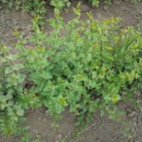 黑龍江哈爾濱出售大葉丁香地接金葉榆紫丁香