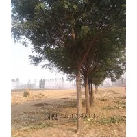 國槐樹價格.合歡皮.白蠟木.法桐樹苗.國槐20公分25公分30公分35