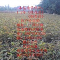 專供1-2年〈銀杏小苗，桂花小苗》