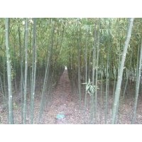 供應漳河柳 垂柳 新疆楊 毛白楊 速生楊