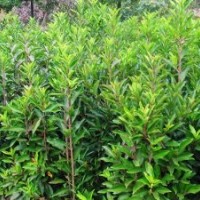 供應(yīng)法國(guó)冬青，木槿，紫荊，丁香，紅梅，綠梅，榆葉梅，紅楓，櫻