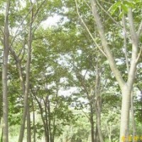 長期供應(yīng)櫸樹 雪松 廣玉蘭等