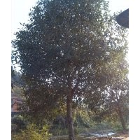 低價供應(yīng)桂花苗/桂花苗木/桂花樹