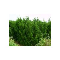 1米龍柏價(jià)格-2.5米龍柏價(jià)格-4米龍柏價(jià)格