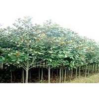 紅花草、草坪、麥冬草、玉簪.月季及各種小苗等