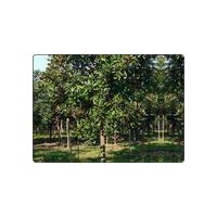 廣玉蘭價(jià)格報(bào)價(jià)-2013年廣玉蘭小苗價(jià)格報(bào)價(jià)