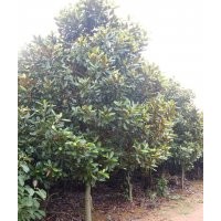 羅漢松 重陽(yáng)木 樂(lè)昌含笑 深山含笑 無(wú)患子 桂花 廣玉蘭