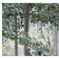 超低供毛白楊/107速生楊/法桐/國(guó)槐/白蠟/千頭