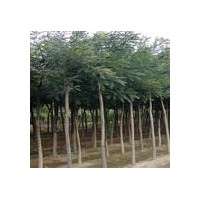 供應國槐苗國槐樹