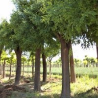 國(guó)槐 山東國(guó)槐 8公分國(guó)槐價(jià)格