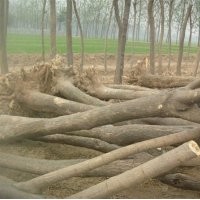 山東萬(wàn)家苗木基地8-50公分國(guó)槐