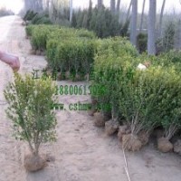 供應(yīng)：蜀檜，金葉女貞，龍柏，紅葉小檗，北京檜，衛(wèi)矛火棘，黃楊