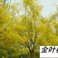 香花槐 火炬 柳樹