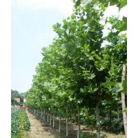 供應8公分速生法桐