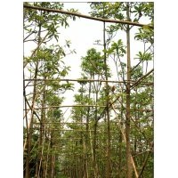 4-10公分移載香樟