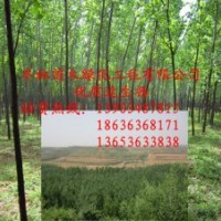 山西--速生楊繁育基地